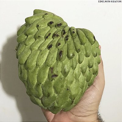 ATEMÓIA (Annona cherimola x squamosa) - Muda Enxertada com até 1 metro