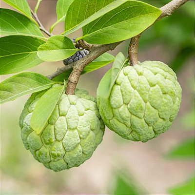 ATEMÓIA (Annona cherimola x squamosa) - Muda Enxertada com até 1 metro