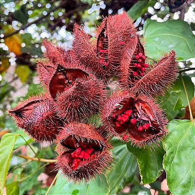 URUCUM ou COLORAU (Bixa orellana) - Muda com até 1 metro