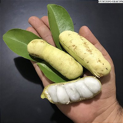 INGÁ BRANCO ou MIRIM (Inga laurina) - Muda com até 1 metro