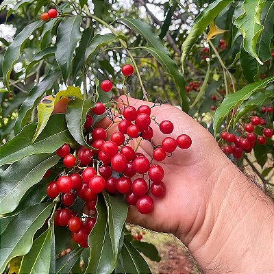 CAFÉ DE BUGRE (Cordia ecalyculata) - Muda com até 1 metro