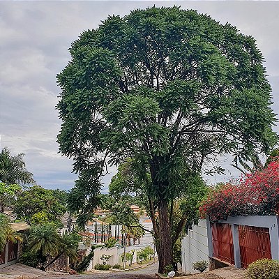 CEDRO ROSA (Cedrela fissilis) - Muda com até 80 cm
