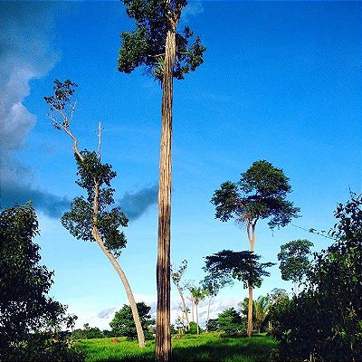 GUARANTÃ (Esenbechia leiocarpa) - Muda com até 80 cm