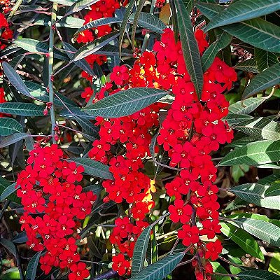 CHIQUITA BACANA (Euphorbia fulgens) - Muda com até 1 metro