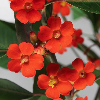CHIQUITA BACANA (Euphorbia fulgens) - Muda com até 1 metro