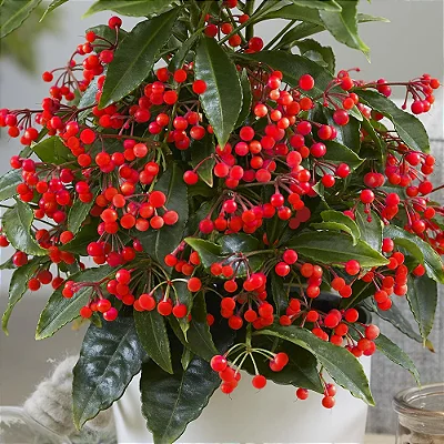 CAFÉ DE JARDIM ou ARDÍSIA (Ardisia crenata) - Muda com até 60 cm