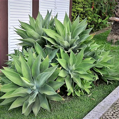 AGAVE DRAGÃO (Agave attenuata) - Até 60 cm