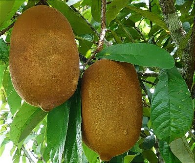 CUPUAÇU (Theobroma grandiflorum) - Muda com até 80 cm