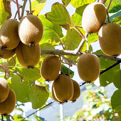 KIWI PLANTA MACHO E FÊMEA (Actinidia deliciosa) - Mudas com até 1,20m