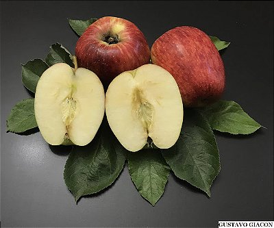 MAÇÃ EVA (Malus domestica) - Muda com 1,20m enxertada