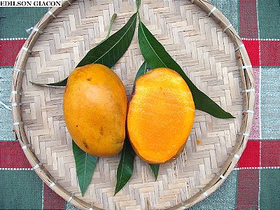 MANGA BOURBOUN (Mangifera indica L) - Muda com 1 metro enxertada
