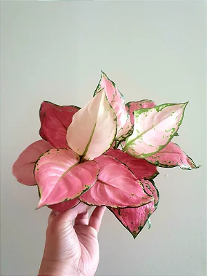 Aglaonema Rosy - P12