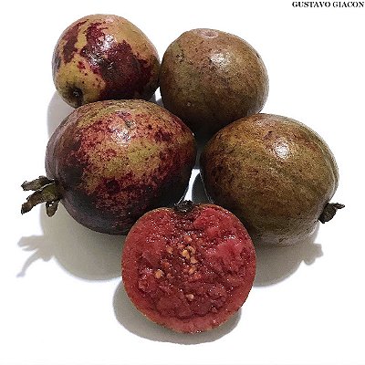 GOIABA ROXA (Psidium guajava) – Muda com até 60 cm