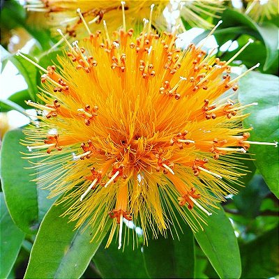 RABO DE CUTIA (Stifftia chysantha) - Muda com 40 cm