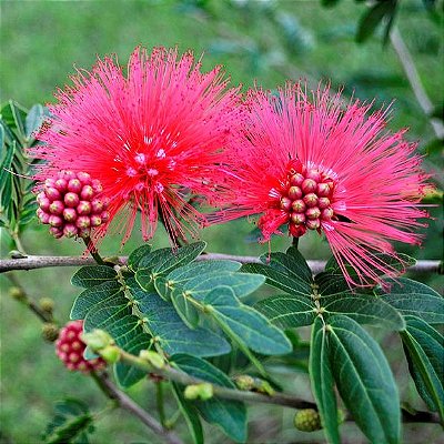 CALIANDRA VERMELHA (Calliandra haematocephala) - Muda com até 60 cm