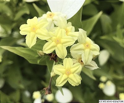 MUSSAENDA AMARELA (Mussaenda (incana) luteola) - Muda com até 60 cm