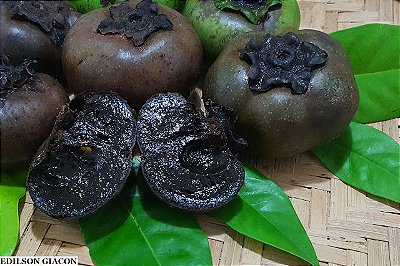 SAPOTA PRETA (Diospyros nigra) - Muda com até 80 cm