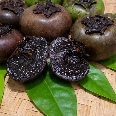 SAPOTA PRETA (Diospyros nigra) - Muda com até 80 cm