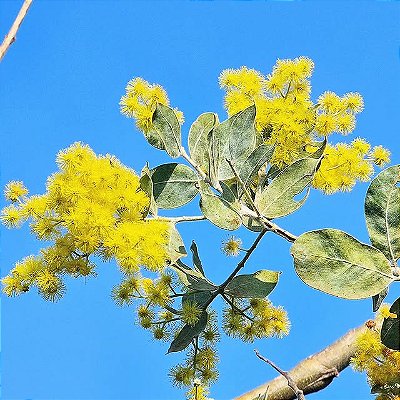 ACÁCIA MIMOSA (Acacia podalyriifolia) - Muda com até 1 metro