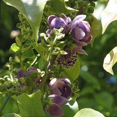SAPUCAIA MIRIM (Lecythis lanceolata) - Muda com até 1 metro