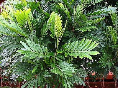 ÁRVORE SAMAMBAIA (Filicium decipiens)	- Muda com até 1 metro