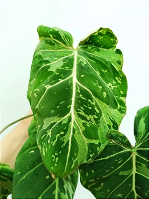 Philodendron Gloriosum Variegata - P17