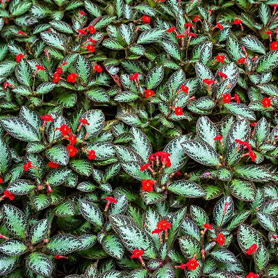 TAPETE DE RAINHA ou EPISCIA (Episcia cupreata) - Cuia 13