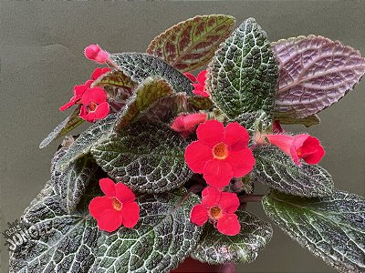 PLANTA TAPETE DE RAINHA (Episcia cupreata)