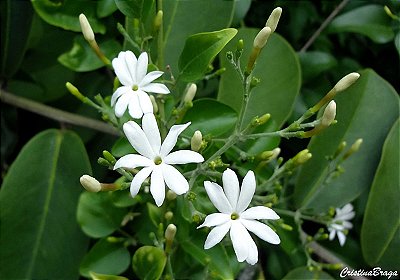 JASMIM DOS AÇORES (Jasminum azoricum) - Muda com até 1 metro