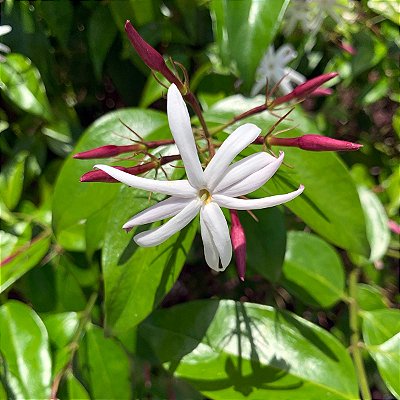 JASMIM ESTRELA (Jasminum nitidum) - Muda com até 60 cm