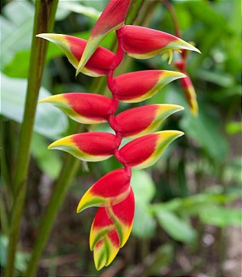 Heliconia rostrata - Muda com até 1,20m