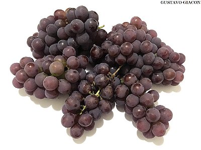 UVA NIAGARA ROSADA (Vitis labrusca) - Muda enxertada com até 1 metro