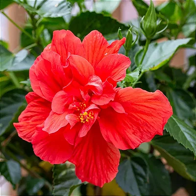 HIBISCO DOBRADO (Hibiscus rosa-sinensis "carnation") - Muda com até 1 metro