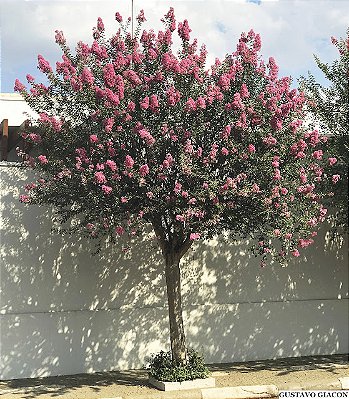 RESEDÁ (Lagerstroemia indica) - Muda com até 1 metro