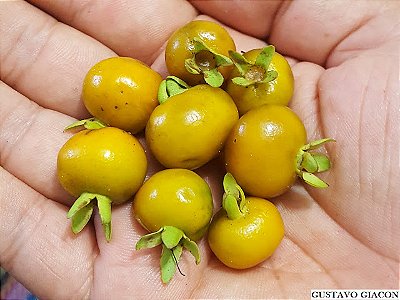 GRUMIXAMA AMARELA (Eugenia brasiliensis) - Muda com até 80 cm