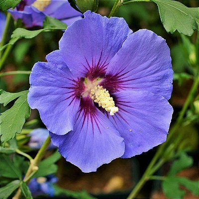 HIBISCO DA SÍRIA (Hibiscus syriacus) - Muda com até 60 cm