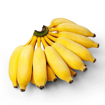 BANANA PRATA (Musa x paradisiaca, L.) - Muda com até 70 cm