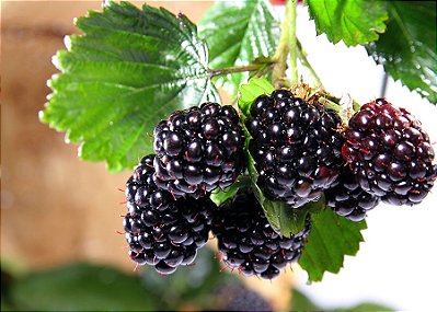 AMORA BRS TUPY - Muda com até 30 cm