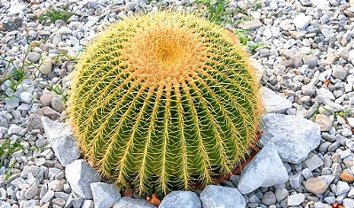 POLTRONA DE SOGRA (Echinocactus grusonii) - P9