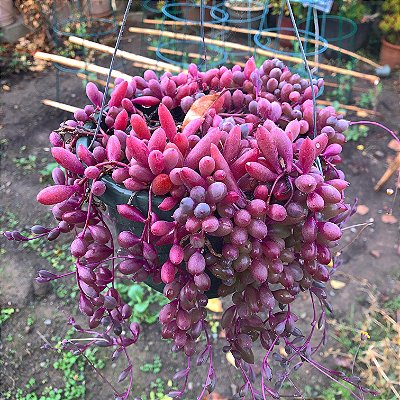 COLAR DE RUBI (Crassothonna capensis) - C13