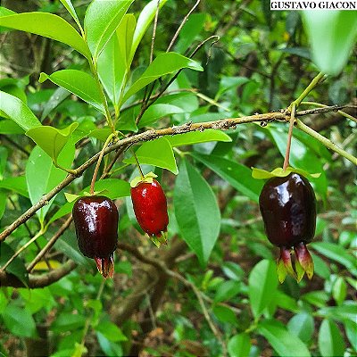 CEREJA DO RIO GRANDE ou DO MATO (Eugenia involucrata) - Muda com até 1 metro