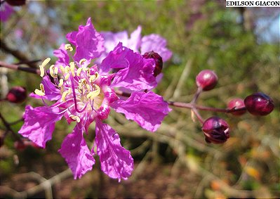 PAU DE ROSAS (Physocalymma scaberrimum) - Muda com até 1 metro