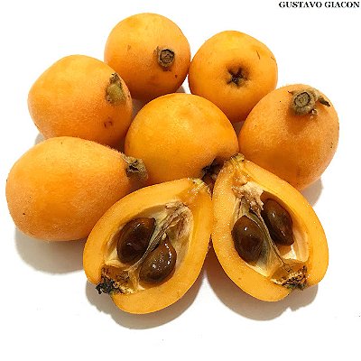 NÊSPERA ou AMEIXA AMARELA (Eriobotrya japonica) - Muda com até 1 metro