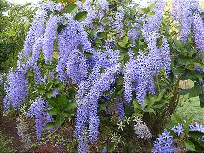 FLOR DE SÃO MIGUEL ROXA (Petrea volubilis) - Muda com até 1 metro