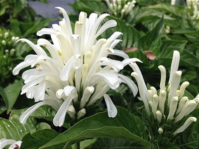 JUSTICIA BRANCA (Justicia carnea 'alba') - Muda com até 1 metro