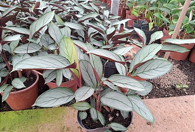 MARANTA CINZA (Ctenanthe setosa) - P17