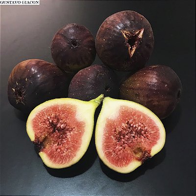 FIGO ROXO DE VALINHOS (Ficus carica) - Muda com até 80 cm