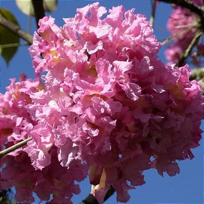 IPÊ ROSA (Handroanthus heptaphyllus) - SEMENTES