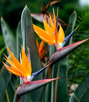 ESTRELÍCIA (Strelitzia reginae) – Muda com até 60 cm