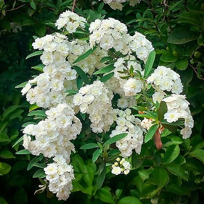 BUQUÊ DE NOIVA (Spirea cantoniensis) - Muda com até 1,20m